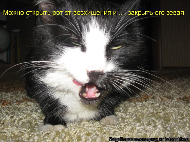 Котоматрица: Можно открыть рот от восхищения и .... закрыть его зевая