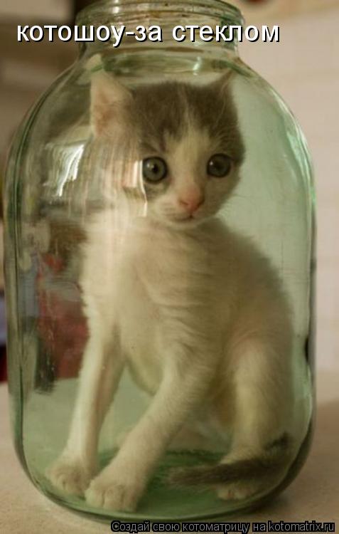 Котоматрица: котошоу-за стеклом