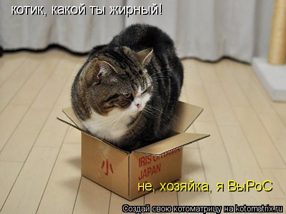Котоматрица: котик, какой ты жирный! не, хозяйка, я ВыРоС