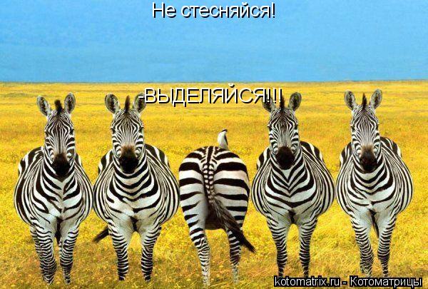Не стесняйся! -ВЫДЕЛЯЙСЯ!!!... Котоматрица: Не стесняйся! -ВЫДЕЛЯЙСЯ!!!