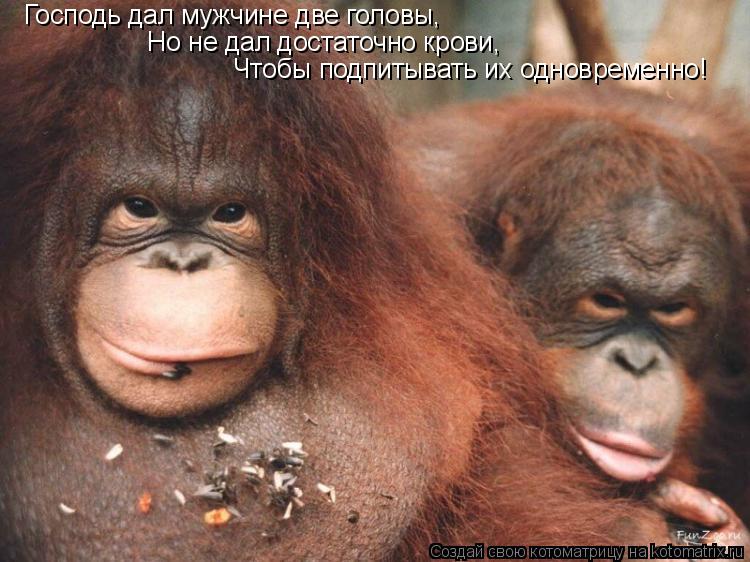 Котоматрица: Господь дал мужчине две головы, Но не дал достаточно крови, Чтобы подпитывать их одновременно!