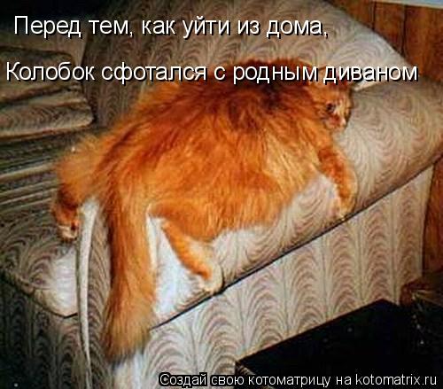 Котоматрица: Перед тем, как уйти из дома,  Перед тем, как уйти из дома, Коло Колобок сфотался с родным диваном