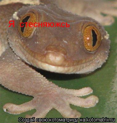Я стесняюжсь... Котоматрица: Я стесняюжсь