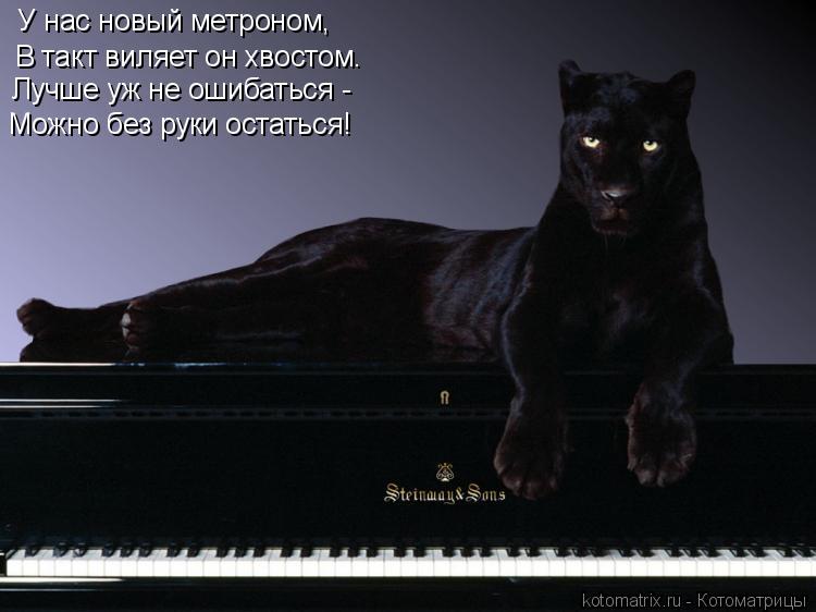 У нас новый метроном, В такт виляет он хвостом. Лучше уж не ошибаться - Можно без руки остаться!... Котоматрица: У нас новый метроном, В такт виляет он хвостом. Лучше уж не ошибаться - Можно без руки остаться!