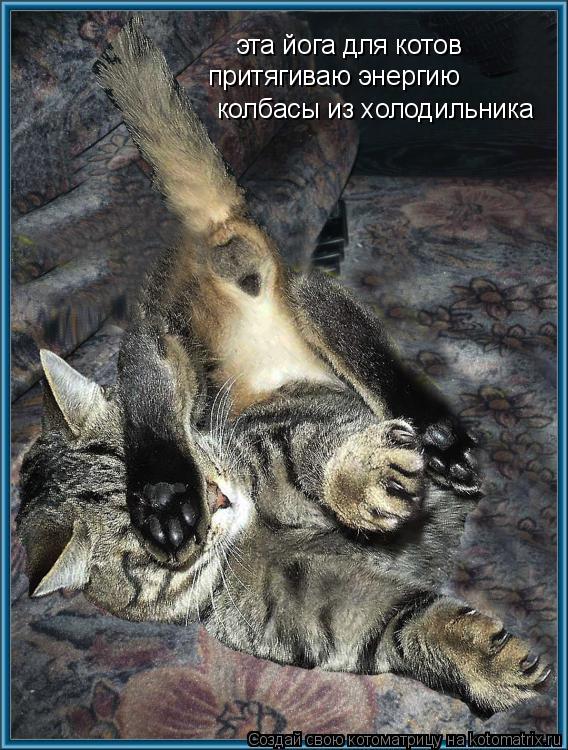 эта йога для котов притягиваю энергию колбасы из холодильника... Котоматрица: эта йога для котов притягиваю энергию колбасы из холодильника