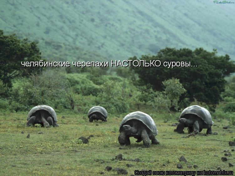 челябинские черепахи НАСТОЛЬКО суровы...... Котоматрица: челябинские черепахи НАСТОЛЬКО суровы...
