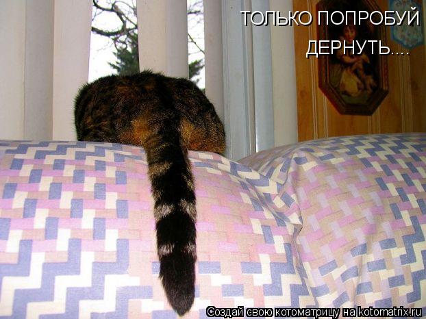 ТОЛЬКО ПОПРОБУЙ ДЕРНУТЬ....... Котоматрица: ТОЛЬКО ПОПРОБУЙ ДЕРНУТЬ....