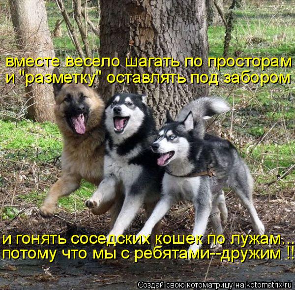 вместе весело шагать по просторам и "разметку" оставлять под забором и гонять соседских кошек по лужа... Котоматрица: вместе весело шагать по просторам и "разметку" оставлять под забором и гонять соседских кошек по лужам... потому что мы с ребятами--дружим !!!