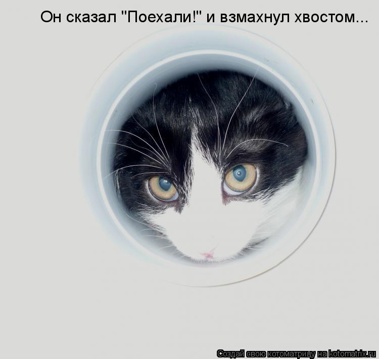 Он сказал "Поехали!" и взмахнул хвостом...... Котоматрица: Он сказал "Поехали!" и взмахнул хвостом...