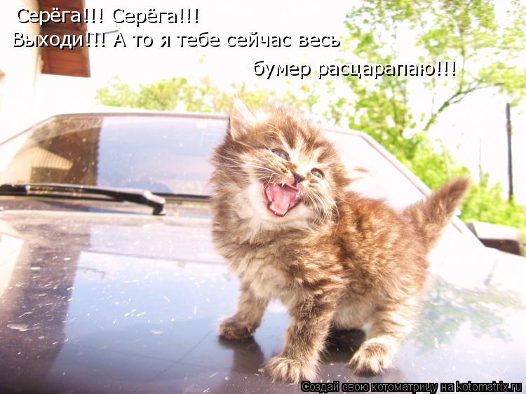 Серёга!!! Серёга!!! Выходи!!! А то я тебе сейчас весь бумер расцарапаю!!!... Котоматрица: Серёга!!! Серёга!!! Выходи!!! А то я тебе сейчас весь бумер расцарапаю!!!