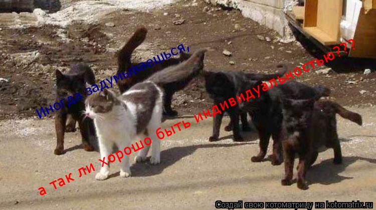 Иногда задумываешься, а так ли хорошо быть индивидуальностью???... Котоматрица: Иногда задумываешься, а так ли хорошо быть индивидуальностью???
