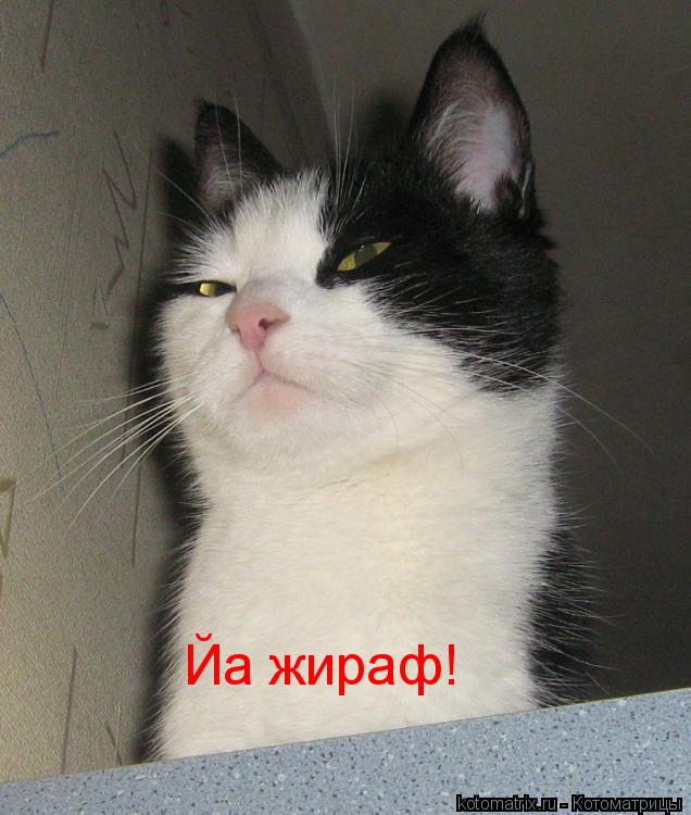 Йа жираф!... Котоматрица: Йа жираф!