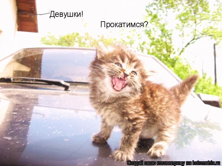 Девушки! Прокатимся?... Котоматрица: Девушки! Прокатимся?