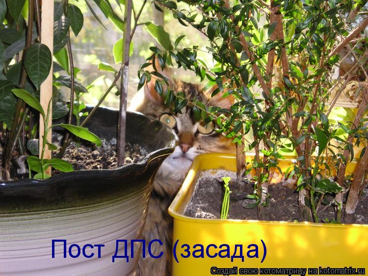 Пост ДПС (засада)... Котоматрица: Пост ДПС (засада)