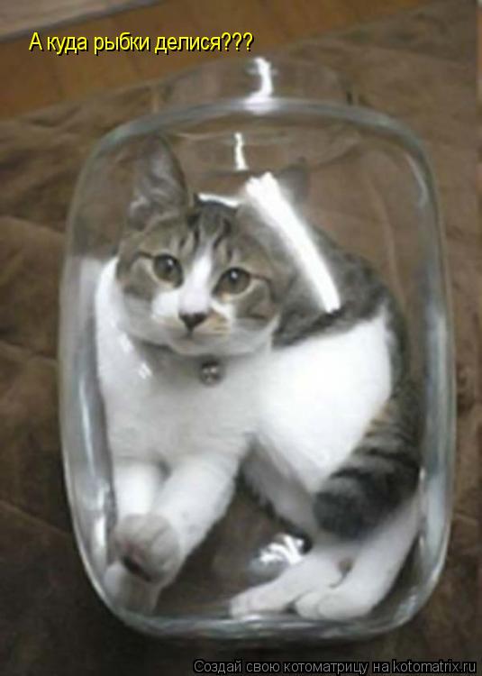 А куда рыбки делися???... Котоматрица: А куда рыбки делися???