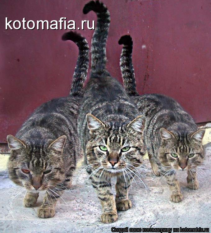 kotomafia.ru... Котоматрица: kotomafia.ru