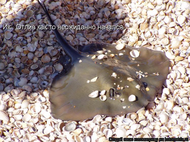 Ик.. Отлив как то неожиданно начался..... Котоматрица: Ик.. Отлив как то неожиданно начался..