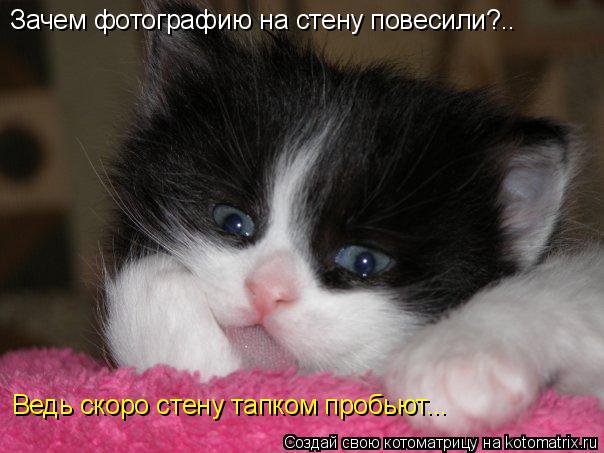 Зачем фотографию на стену повесили?.. Ведь скоро стену тапком пробьют...... Котоматрица: Зачем фотографию на стену повесили?.. Ведь скоро стену тапком пробьют...