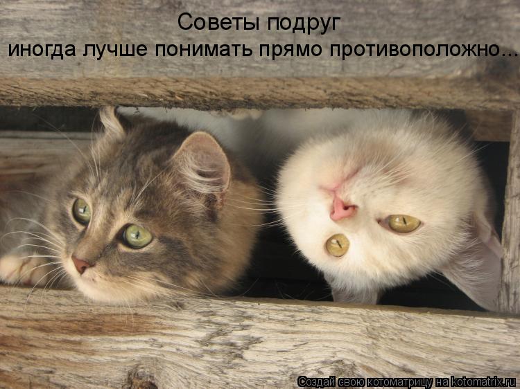 Советы подруг иногда лучше понимать прямо противоположно...... Котоматрица: Советы подруг иногда лучше понимать прямо противоположно...