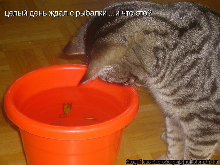 Котоматрица: целый день ждал с рыбалки ...и что это?