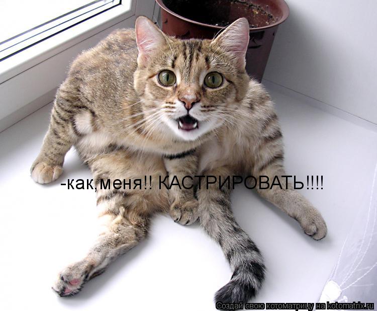 -как,меня!! КАСТРИРОВАТЬ!!!!... Котоматрица: -как,меня!! КАСТРИРОВАТЬ!!!!