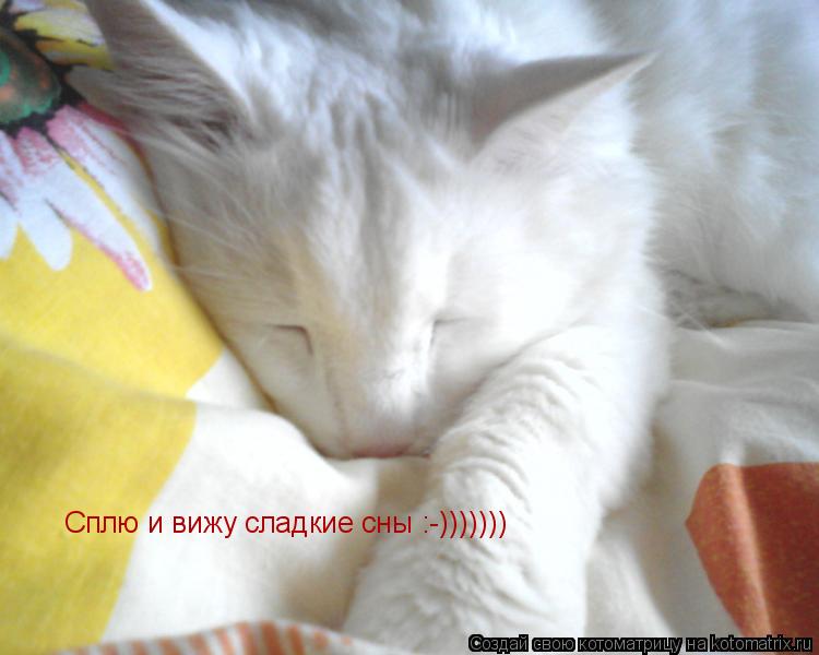 Сплю и вижу сладкие сны :-)))))))... Котоматрица: Сплю и вижу сладкие сны :-)))))))