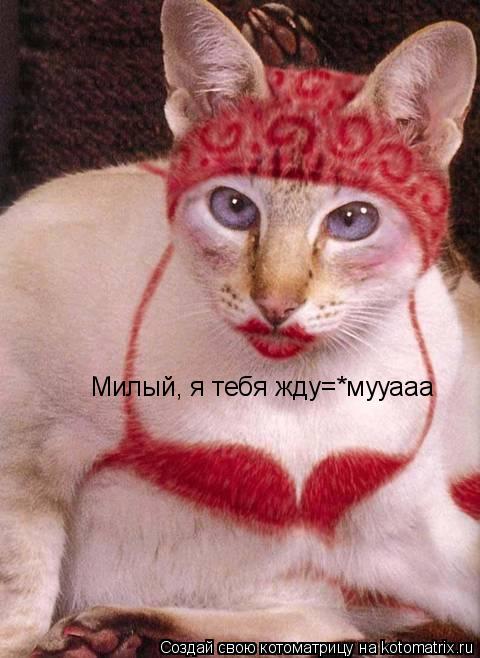 Милый, я тебя жду=*мууааа... Котоматрица: Милый, я тебя жду=*мууааа