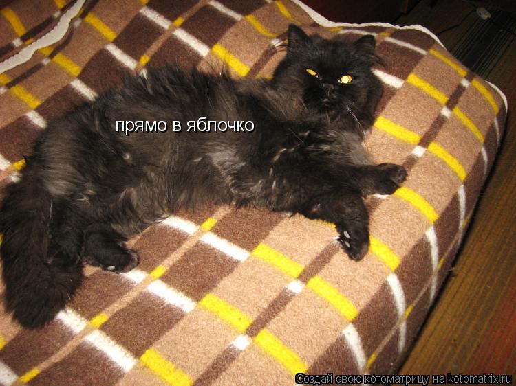 Котоматрица: прямо в яблочко