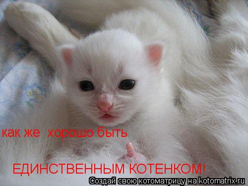 Котоматрица: как же  хорошо быть ЕДИНСТВЕННЫМ КОТЕНКОМ!