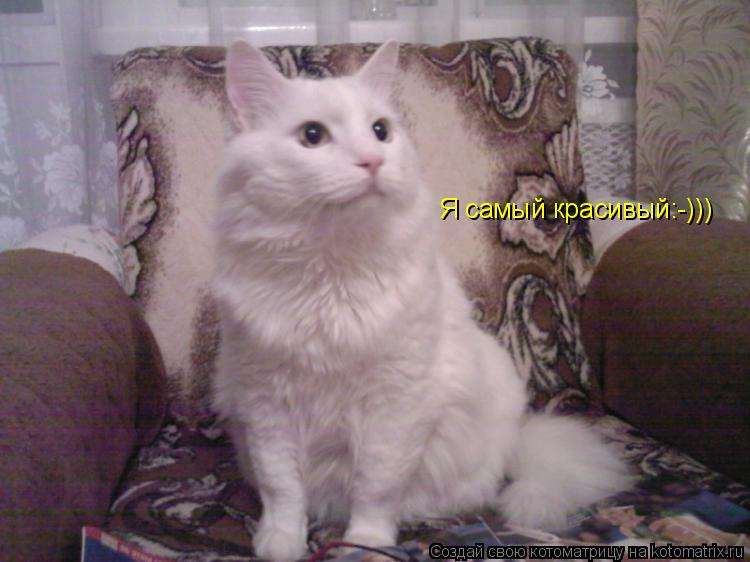 Котоматрица: Я самый красивый:-)))