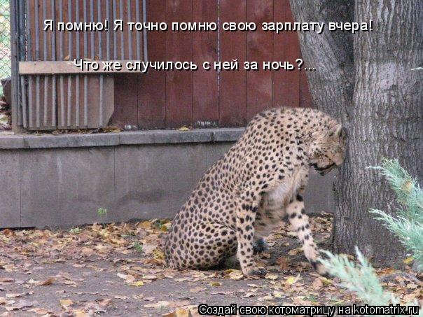 Котоматрица: Я помню! Я точно помню свою зарплату вчера! Что же случилось с ней за ночь?...
