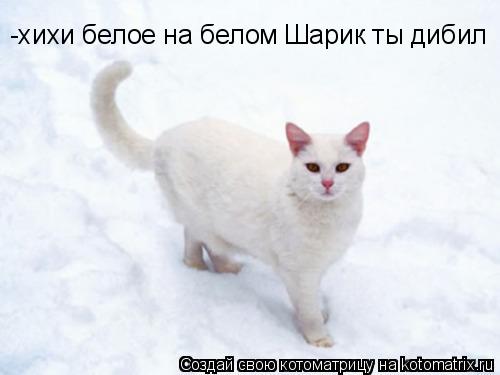 Котоматрица: -хихи белое на белом Шарик ты дибил