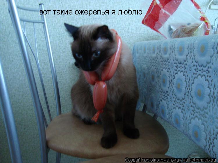 Котоматрица: вот такие ожерелья я люблю