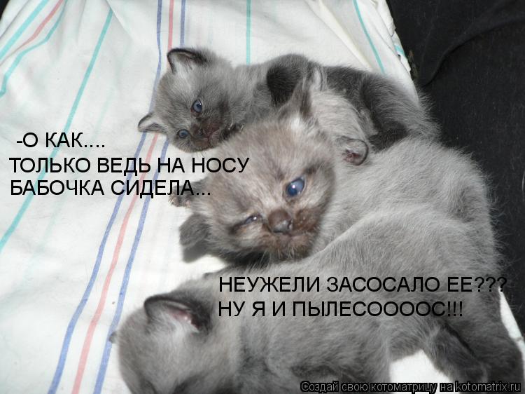 Котоматрица: -О КАК.... ТОЛЬКО ВЕДЬ НА НОСУ  БАБОЧКА СИДЕЛА... НЕУЖЕЛИ ЗАСОСАЛО ЕЕ???   НУ Я И ПЫЛЕСООООС!!!