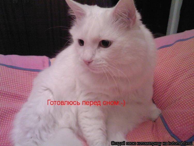 Котоматрица: Готовлюсь перед сном:-)
