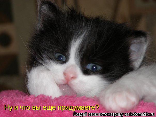 Котоматрица: Ну и что вы еще придумаете?
