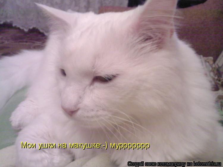 Котоматрица: Мои ушки на макушке:-) муррррррр