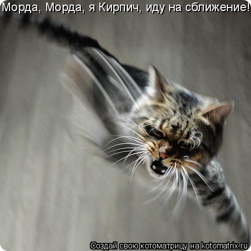 Котоматрица: Морда, Морда, я Кирпич, иду на сближение!..