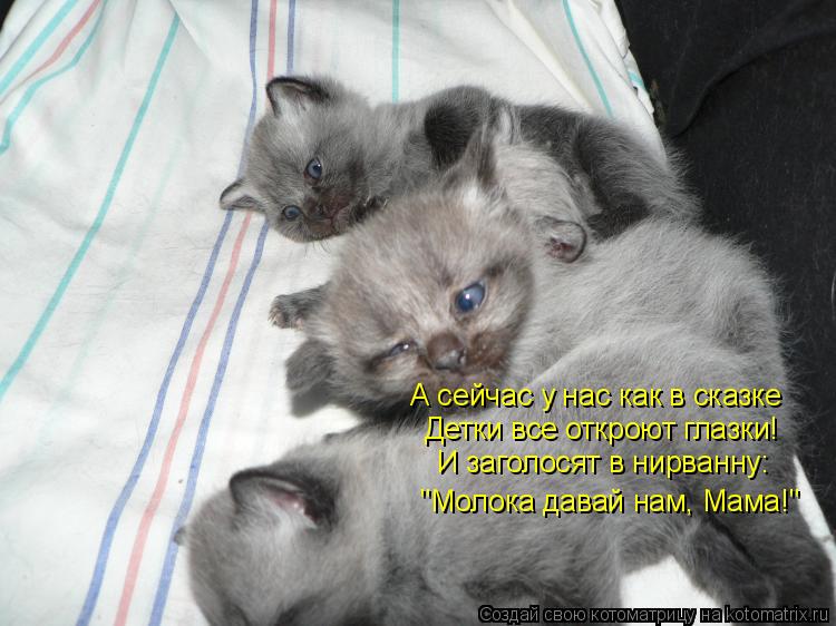 Котоматрица: А сейчас у нас как в сказке Детки все откроют глазки! И заголосят в нирванну: "Молока давай нам, Мама!"