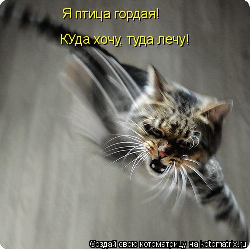 Котоматрица: Я птица гордая! КУда хочу, туда лечу!