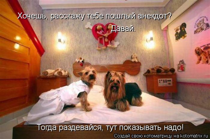 Котоматрица: Хочешь, расскажу тебе пошлый анекдот? Давай. Тогда раздевайся, тут показывать надо!