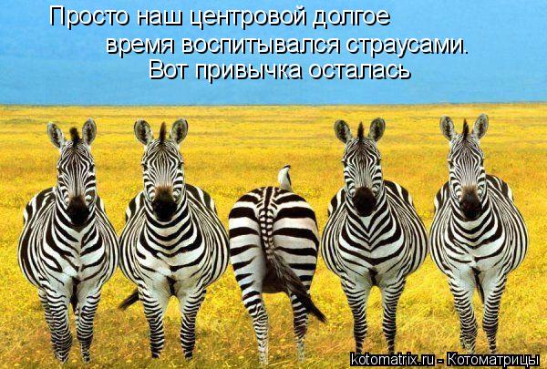 Просто наш центровой долгое время воспитывался страусами. Вот привычка осталась... Котоматрица: Просто наш центровой долгое время воспитывался страусами. Вот привычка осталась