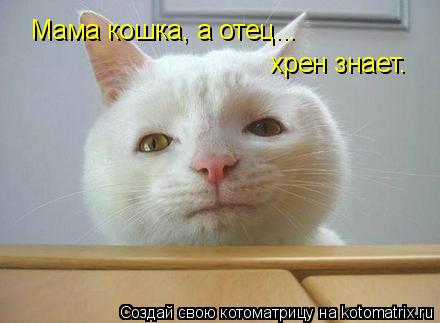 Мама кошка, а отец... хрен знает.... Котоматрица: Мама кошка, а отец... хрен знает.