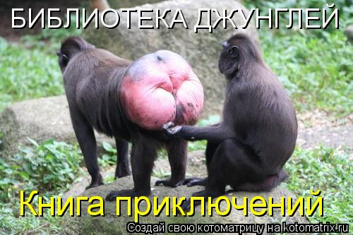БИБЛИОТЕКА ДЖУНГЛЕЙ Книга приключений... Котоматрица: БИБЛИОТЕКА ДЖУНГЛЕЙ Книга приключений