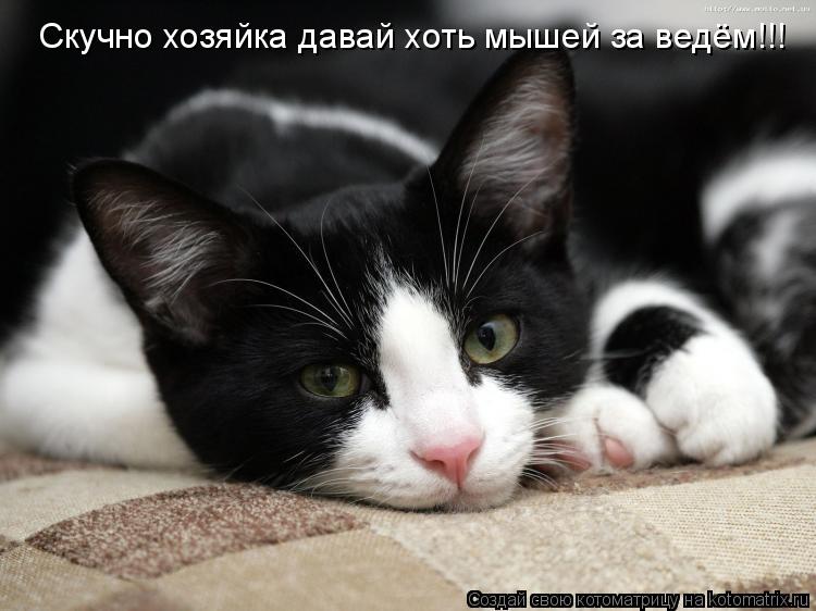 Скучно хозяйка давай хоть мышей за ведём!!!... Котоматрица: Скучно хозяйка давай хоть мышей за ведём!!!