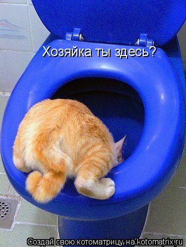 Хозяйка ты здесь?... Котоматрица: Хозяйка ты здесь?