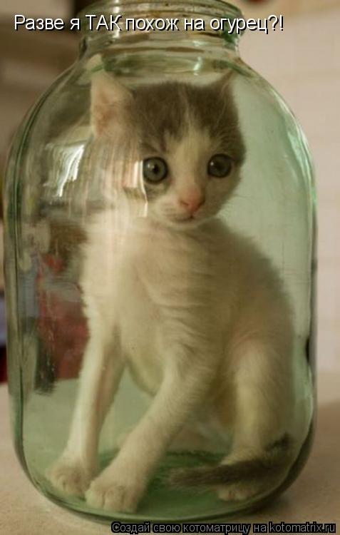 Разве я ТАК похож на огурец?!... Котоматрица: Разве я ТАК похож на огурец?!