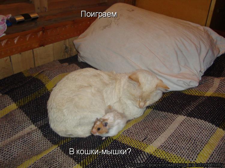 Поиграем Поиграем В кошки-мышки?... Котоматрица: Поиграем Поиграем В кошки-мышки?