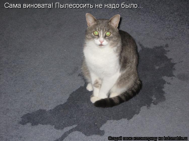 Сама виновата! Пылесосить не надо было...... Котоматрица: Сама виновата! Пылесосить не надо было...