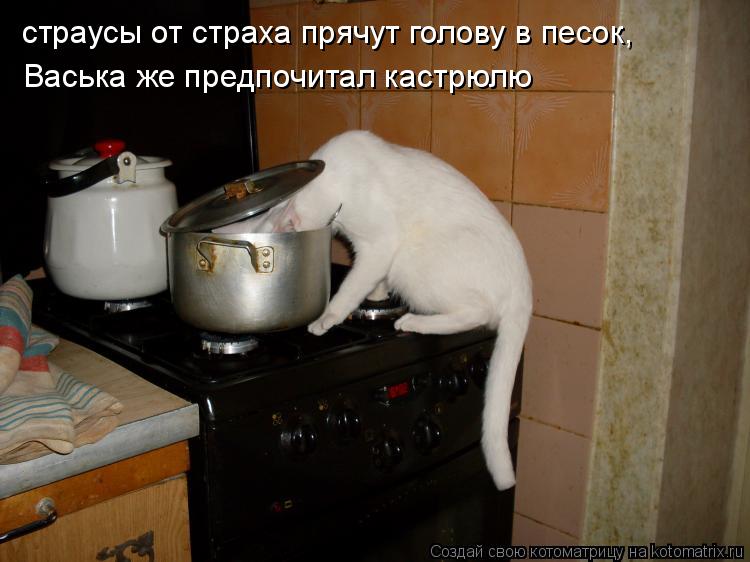 страусы от страха прячут голову в песок, Васька же предпочитал кастрюлю... Котоматрица: страусы от страха прячут голову в песок, Васька же предпочитал кастрюлю
